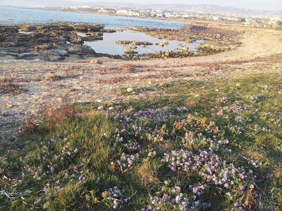 A Stone'S Throw From Everything Paphos Eksteriør billede